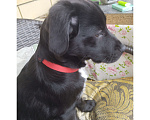 Собаки в Краснодаре: Щенок с прививками стерильна Девочка, 10 руб. - фото 4