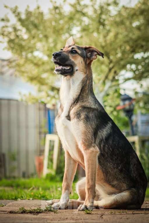 Собаки в Москве: Совершенно очаровательная и нежная девочка Шери ищет дом Девочка, 1 руб. - фото 10