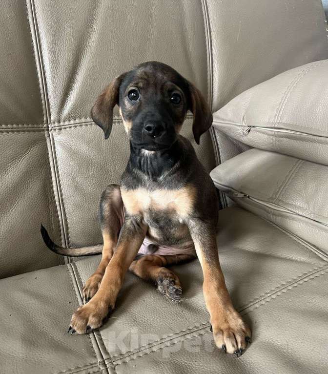 Собаки в Москве: Щеночек в добрые ручки Мальчик, Бесплатно - фото 7