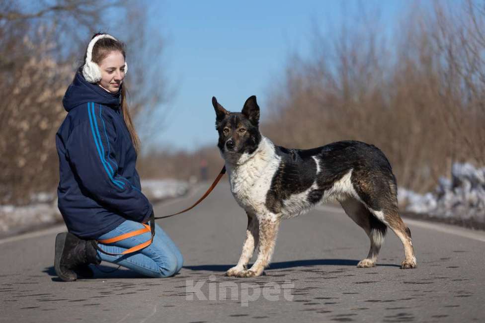 Собаки в Москве: Альянс, скромный нежный мальчик из приюта, ждет свою семью Мальчик, Бесплатно - фото 5
