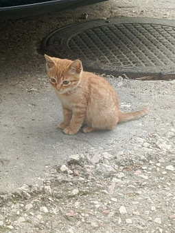 Отдам в хорошие руки Симбу