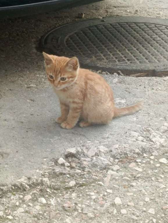 Кошки в Севастополе: Отдам в хорошие руки Симбу Мальчик, Бесплатно - фото 1