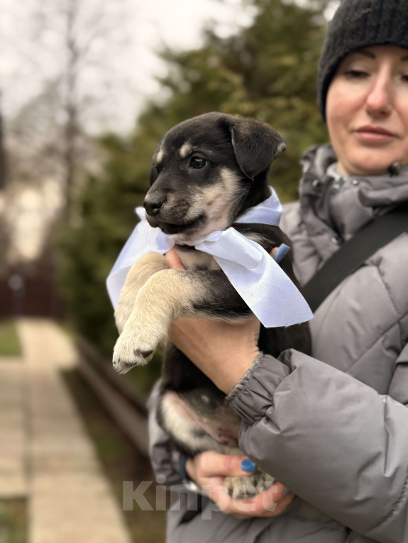 Собаки в Москве: Красивые щенки девочки в дар! Дайте шанс не замерзнуть! Девочка, Бесплатно - фото 2