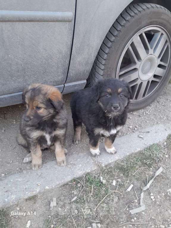 Собаки в Севастополе: Щенки ищут хозяев, хозяина, хозяйку Девочка, Бесплатно - фото 4
