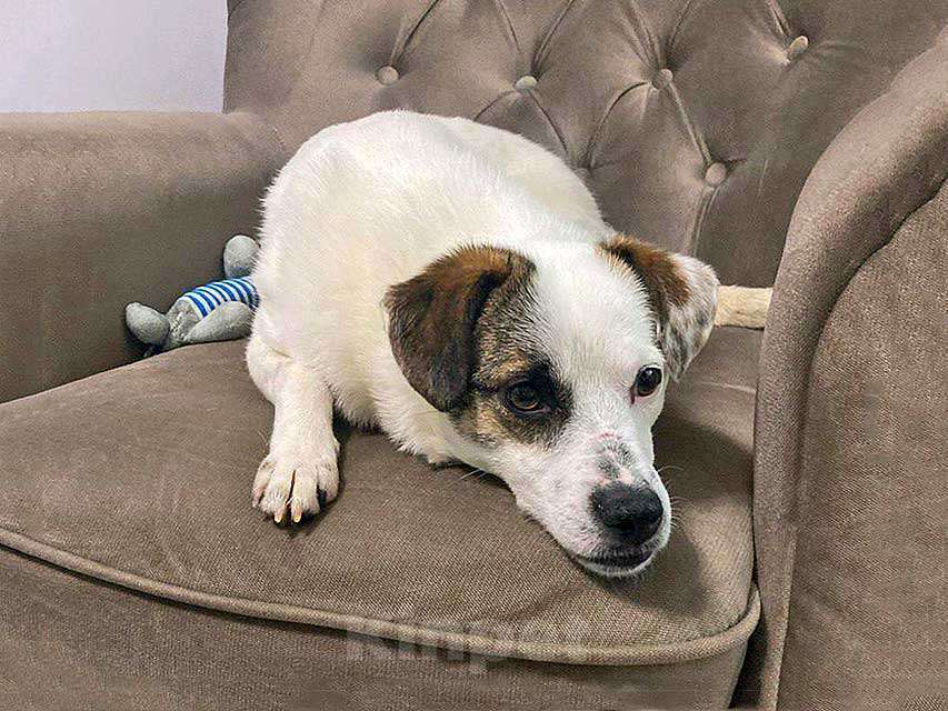 Собаки в Москве: Миниатюрная диванная собачка Дафи ищет дом Девочка, Бесплатно - фото 10