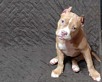Собаки в Оренбурге: Американский булли в типе покет Девочка, 65 000 руб. - фото 2