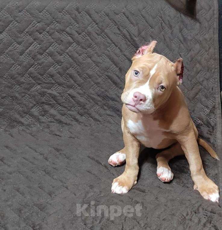 Собаки в Оренбурге: Американский булли в типе покет Девочка, 65 000 руб. - фото 2