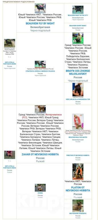 Собаки в Пскове: Щенок пти брабансон Мальчик, 45 000 руб. - фото 3