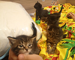 Кошки в Нижнем Тагиле: 🐱 Котята от Британской кошки 🐱 Мальчик, Бесплатно - фото 1