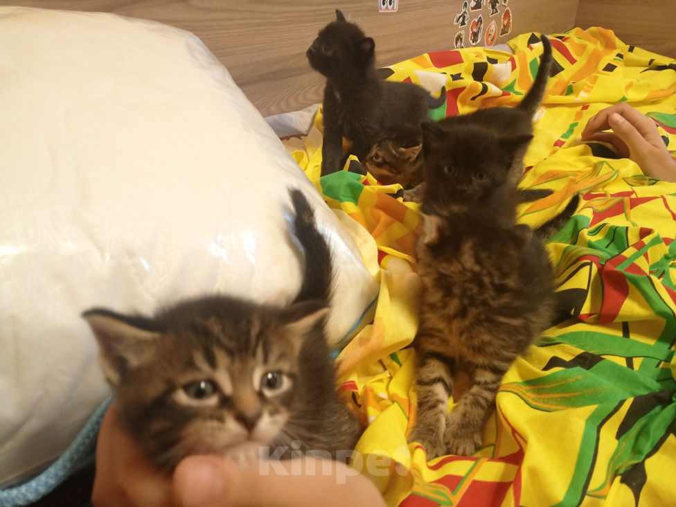 Кошки в Нижнем Тагиле: 🐱 Котята от Британской кошки 🐱 Мальчик, Бесплатно - фото 1