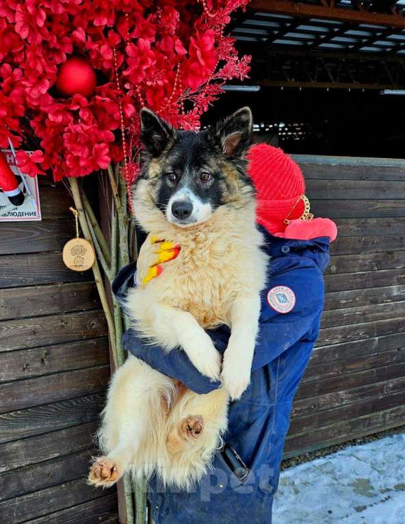 Собаки в Санкт-Петербурге: Маленькая хорошенькая собачка Девочка, Бесплатно - фото 6