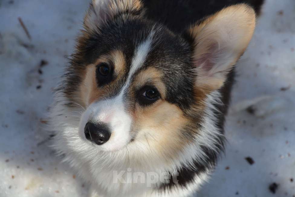 Собаки в Москве: Триша Девочка, 40 000 руб. - фото 1