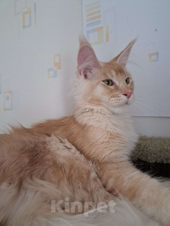 Кошки в Москве: Котята породы мейн-кун Мальчик, 35 000 руб. - фото 2