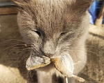Кошки в Оренбурге: Котята "мышеловки Мурки" Девочка, Бесплатно - фото 2