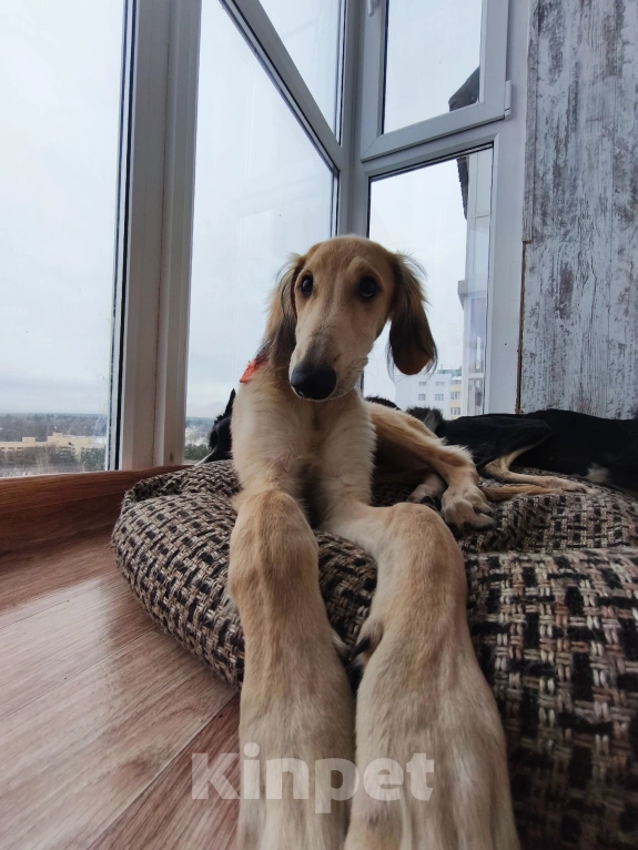 Собаки в Звенигороде: Щенок Тазы с огромным потенциалом! Мальчик, 65 000 руб. - фото 6