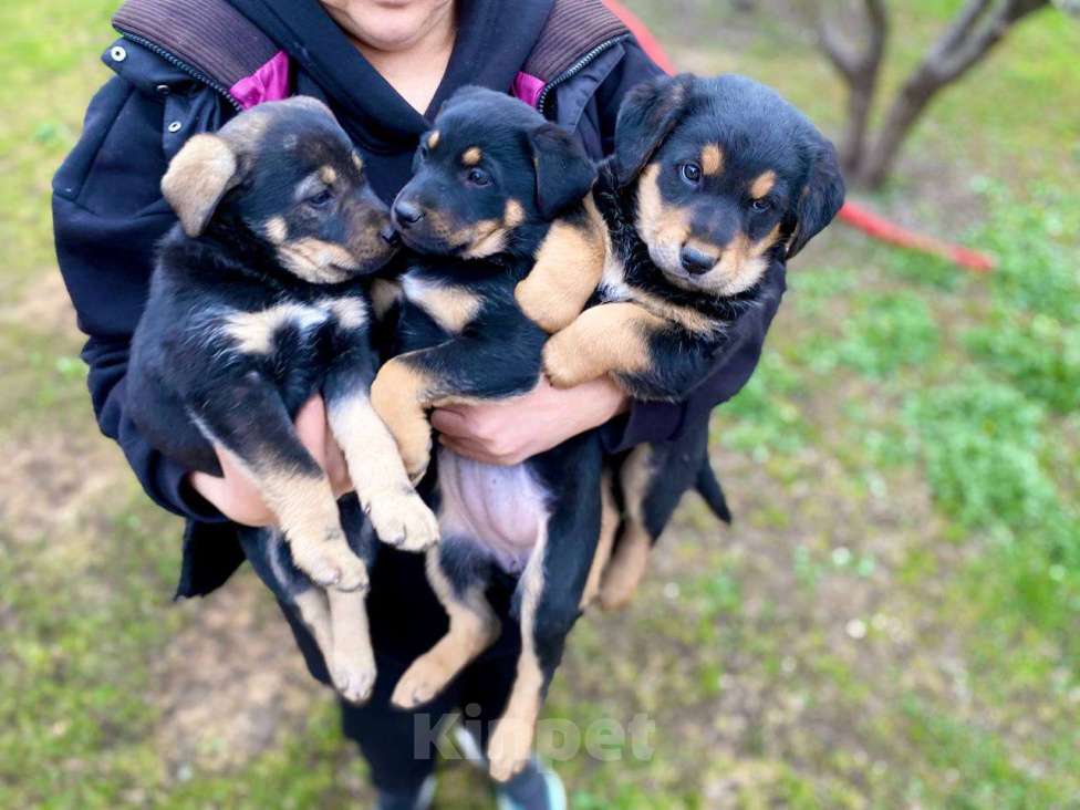 Собаки в Москве: Щенки девочки в добрые руки Девочка, Бесплатно - фото 1