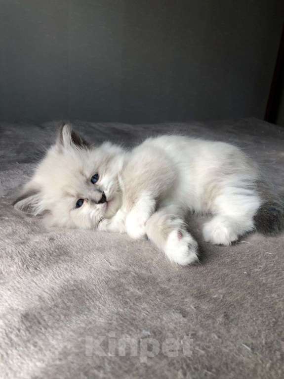 Кошки в Балашихе: Котенок Невский маскарадный  Мальчик, 25 000 руб. - фото 2