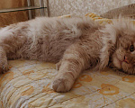 Кошки в Москве: Вязка с котом мейн-кун, 5 000 руб. - фото 9