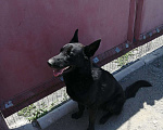 Собаки в Моздоке: Вязка восточноевропейская овчарка, 3 000 руб. - фото 2
