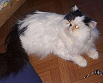 Кошки в Новокубанске: Кот перс вязка., 1 000 руб. - фото 2