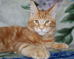 Кошки в Абакане: Котята Мейн-Кун Мальчик, 30 000 руб. - фото 2
