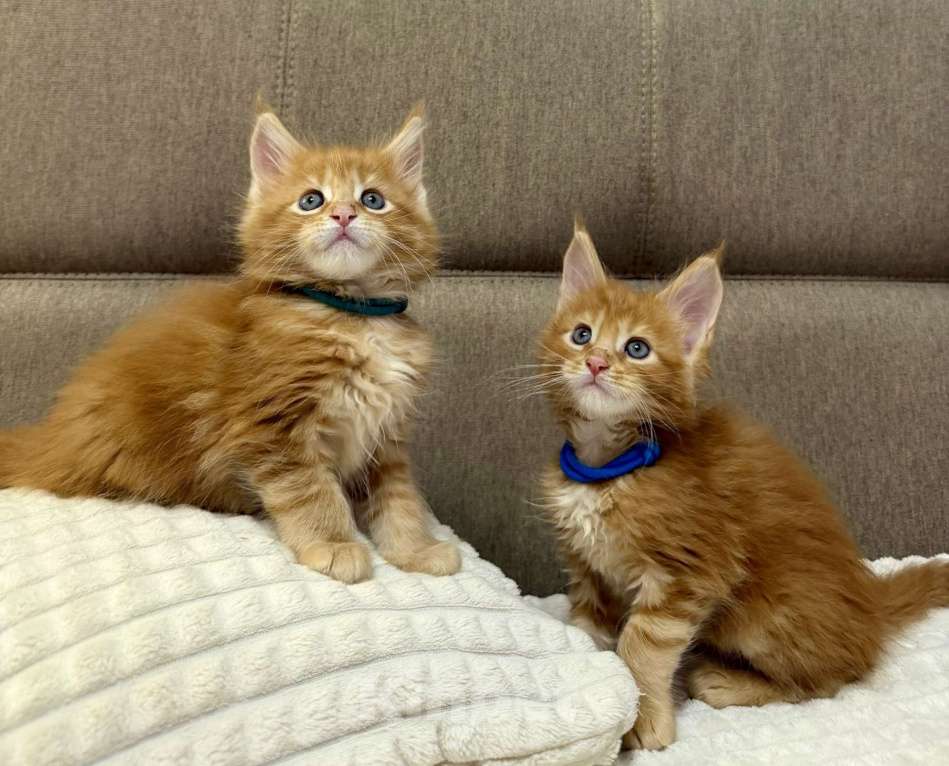 Кошки в Перми: Рыжие гиганты Мальчик, 15 000 руб. - фото 3