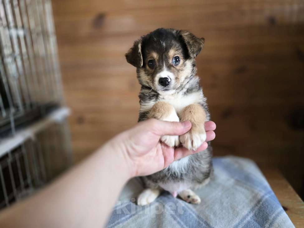 Собаки в Новосибирске: Щенок отчаянно ищет свой дом в Новосибирске Мальчик, Бесплатно - фото 7