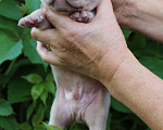 Собаки в Ейске: Щенки Французского бульдога Мальчик, Бесплатно - фото 1