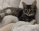 Кошки в Краснодаре:   Отдам котёнка в добрые руки Девочка, Бесплатно - фото 9