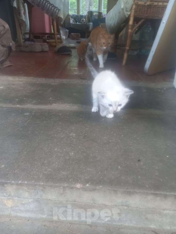 Кошки в других городах Московской области: Ищу дом Девочка, Бесплатно - фото 3