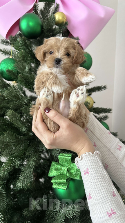 Собаки в других городах Краснодарского края: Мальтипу f1 мини Мальчик, 170 000 руб. - фото 3