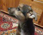 Собаки в Подольске: Щенок Лаки Мальчик, Бесплатно - фото 2