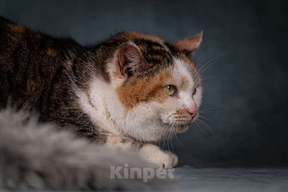 Кошки в Клине: Ириска — просто замечательная кошечка Девочка, Бесплатно - фото 2