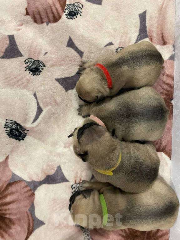 Собаки в Москве: Продаются щенки Французского Бульдога Разнополые, 38 000 руб. - фото 4