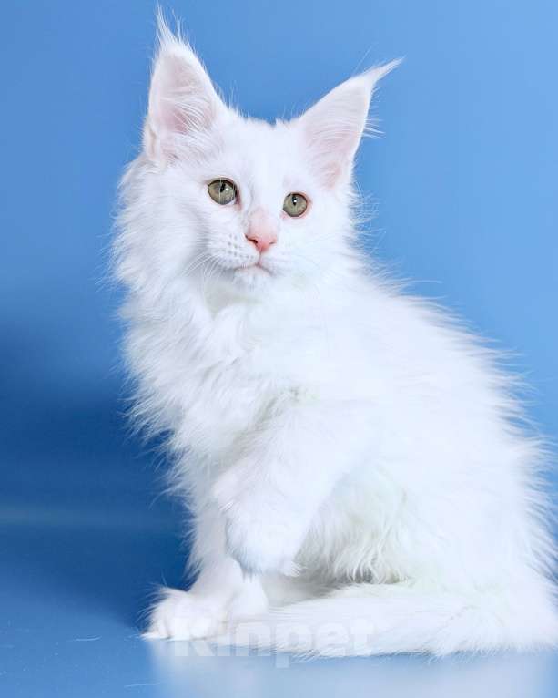 Кошки в других городах Московской области: Белоснежная полидевочка Девочка, 90 000 руб. - фото 3