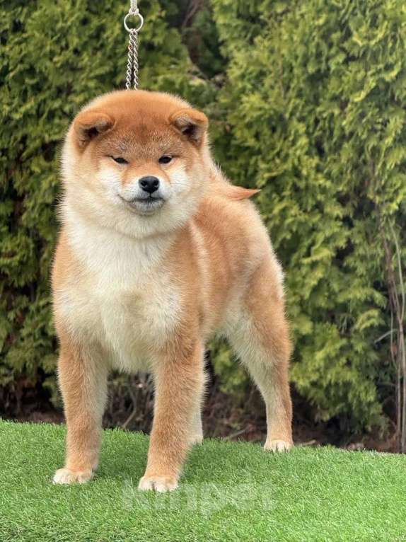 Собаки в Санкт-Петербурге: Сиба-ину девочка щенок Девочка, 55 000 руб. - фото 1