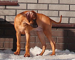 Собаки в Москве: Мальчик Родезийского Риджбека Мальчик, Бесплатно - фото 1