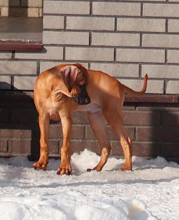 Собаки в Москве: Мальчик Родезийского Риджбека Мальчик, Бесплатно - фото 1