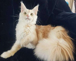 Кошки в Балашихе: Продажа котят мейкун Девочка, 15 000 руб. - фото 1