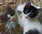 Кошки в Вологде: Котик Мальчик, Бесплатно - фото 2