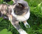 Кошки в Тюмени: Милая кошечка Муся Девочка, Бесплатно - фото 5