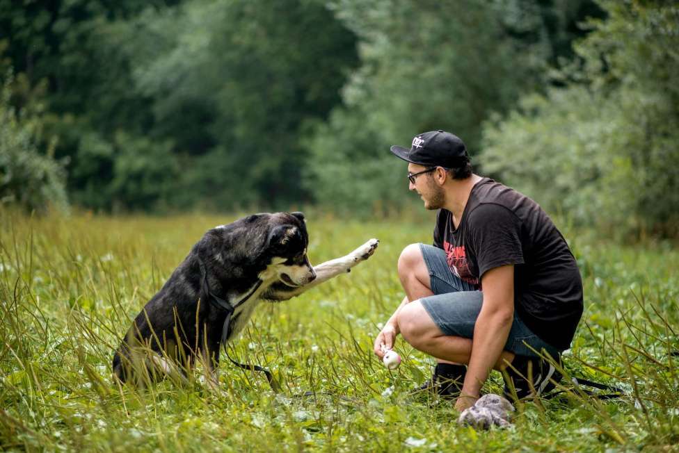 Собаки в Москве: Несси Девочка, Бесплатно - фото 2