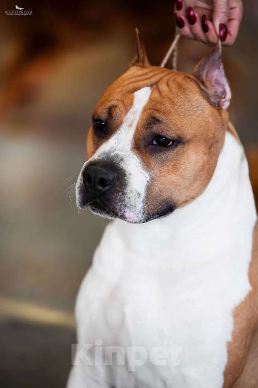 Собаки в Оренбурге: Щенки Амстаффа РКФ Мальчик, Бесплатно - фото 7