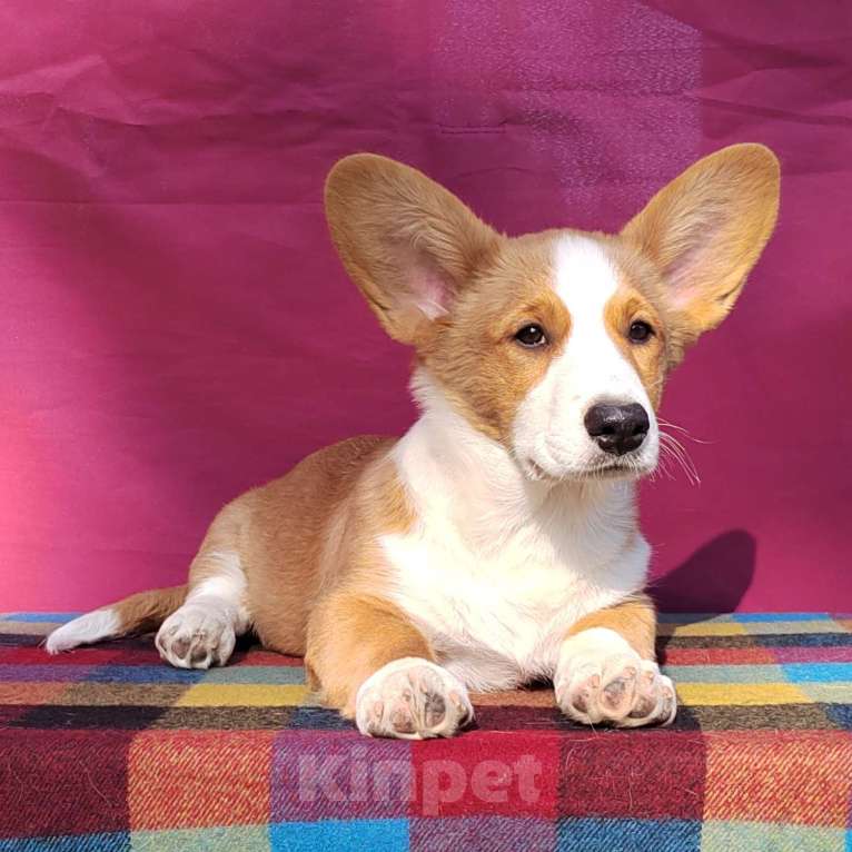 Собаки в Екатеринбурге: Щенки Корги Кардиган  Мальчик, Бесплатно - фото 6