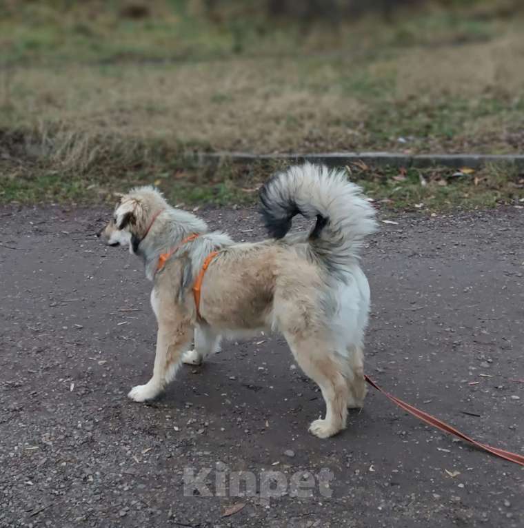 Собаки в Москве: Ваша личная Фея Девочка, Бесплатно - фото 4