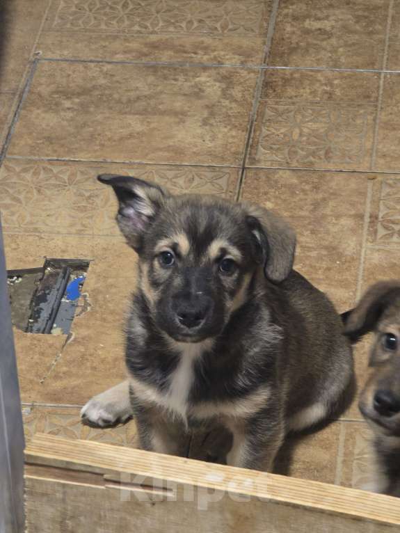 Собаки в Москве: Отдам щенков в добрые руки Разнополые, Бесплатно - фото 2