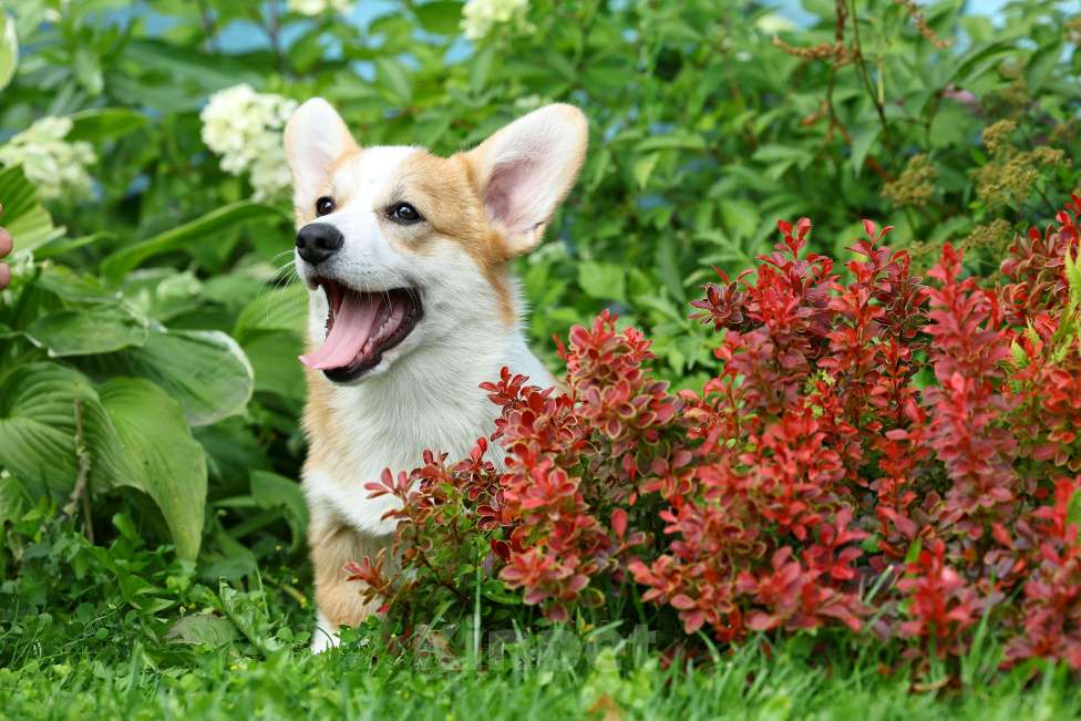 Собаки в Тюмени: Великолепный  щенок вельш корги пемброк  Мальчик, 70 000 руб. - фото 2