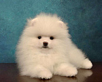 Собаки в Москве: Прелестный померанский шпиц Мальчик, 35 000 руб. - фото 4