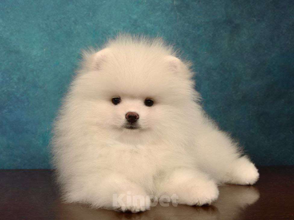 Собаки в Москве: Прелестный померанский шпиц Мальчик, 35 000 руб. - фото 4