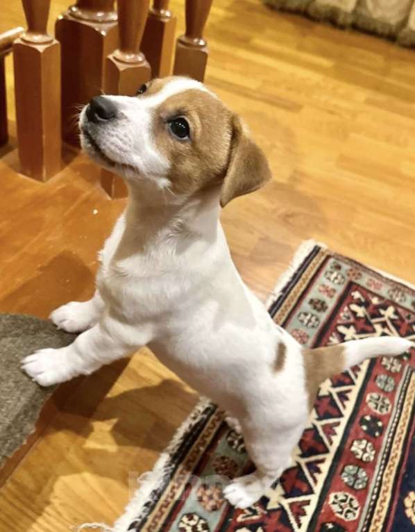 Собаки в Москве: Щенок Джек Рассел терьера  Девочка, 45 000 руб. - фото 2